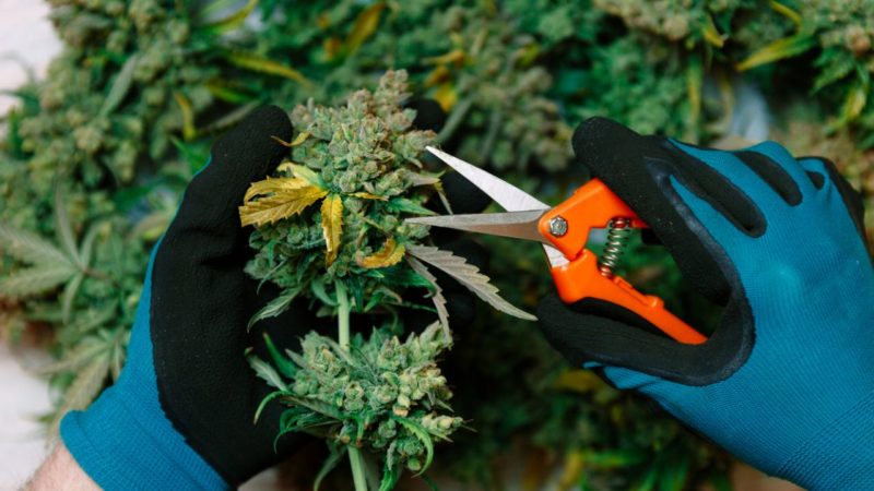 Valores de Marihuana Completamente Desconocidos Pretenden Ser El Tercer Productor de Cannabis Más Grande de Canadá