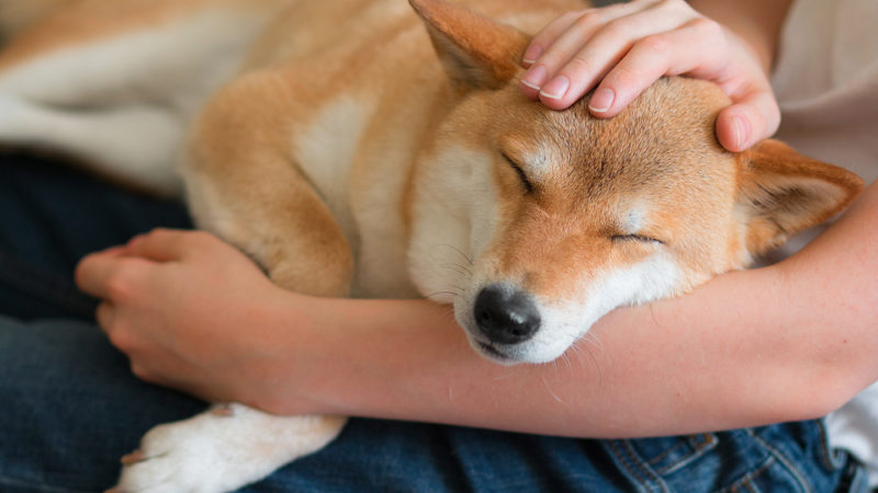 Compras de Shiba Inu por parte de las ballenas de Ethereum: ¿De qué se trata?